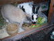 Crawley Guinea Pig Rescue's Avatar