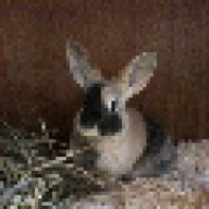 Poppy_Rabbit