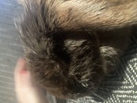 IMG_0865.jpeg