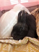 IMG_2209.jpeg