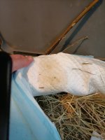 IMG20240404081926.jpg IMG20240404081926.jpg