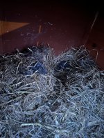 IMG_7589.jpeg
