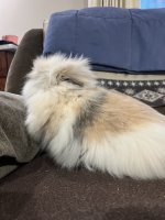 IMG_0484.jpeg