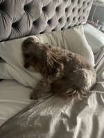 IMG_2708.jpeg
