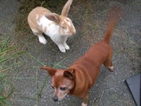 Hundchen5.jpg