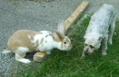 Gina und Herr Hase2.jpg