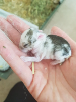 rabbit2.png