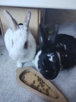 IMG_20240609_092420561.jpg IMG_20240609_092420561.jpg