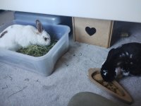 IMG_20240609_092339375.jpg IMG_20240609_092339375.jpg