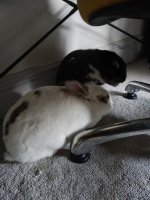 IMG_20240606_065534355.jpg IMG_20240606_065534355.jpg