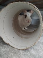 IMG_20240603_134751058.jpg IMG_20240603_134751058.jpg