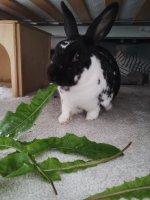 IMG_20240603_134745911.jpg IMG_20240603_134745911.jpg