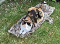 IMG_3732.jpeg