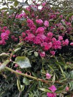 IMG_3811.jpeg