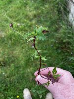 IMG_3814.jpeg