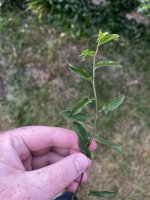 IMG_3816.jpeg