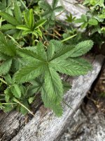 IMG_3817.jpeg