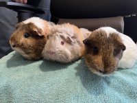 Hazel Molly Bramble 0724.jpg