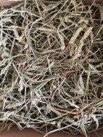 IMG_3632.jpeg