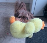 IMG_3673.jpeg