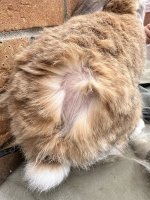 IMG_5021.jpeg