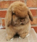 IMG_4185.jpeg