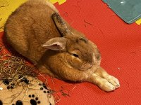 IMG_0232.jpeg