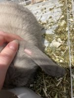 IMG_3701.jpeg