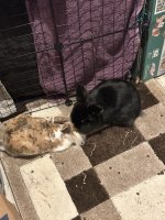IMG_2581.jpeg