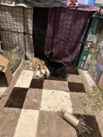 IMG_2582.jpeg