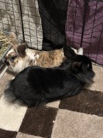 IMG_2550.jpeg