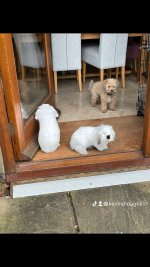 IMG_4930.jpeg