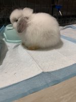 IMG_1290.jpeg