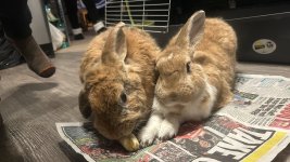 WhatsApp Image 2024-12-03 at 19.12.52.jpeg