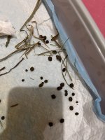 IMG_1437.jpeg