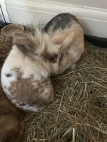 IMG_6331.jpeg