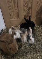 IMG_6322.jpeg