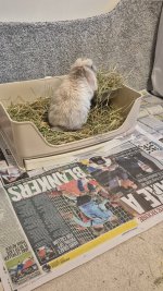 litter tray.jpg