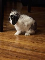 IMG_1027.jpeg