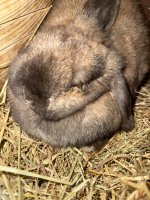 IMG_0066.jpeg