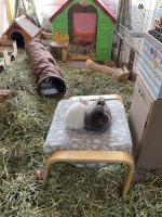 IMG_6208.jpeg
