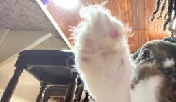 IMG_9806.jpeg
