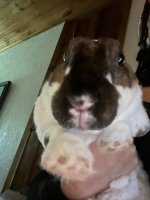 IMG_9800.jpeg