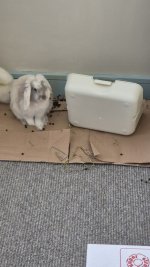 murphy tray.jpg