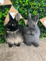Bunnies.jpg Bunnies.jpg