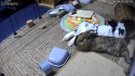 IMG_0117.jpeg