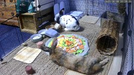 IMG_0115.jpeg