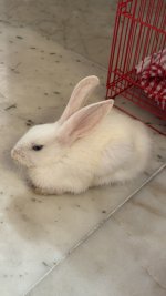 IMG_2434.jpeg