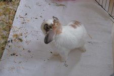 DSCF0378 lower res.JPG