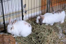 DSCF0394 lower resJPG.jpg